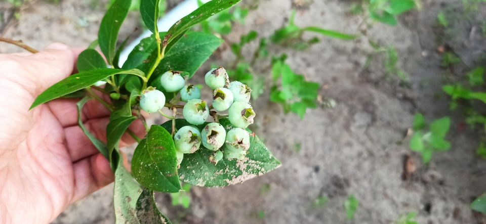 ����� ������� ��������: ��� ��������� ������ ��������� �������� �������� ����������� ������