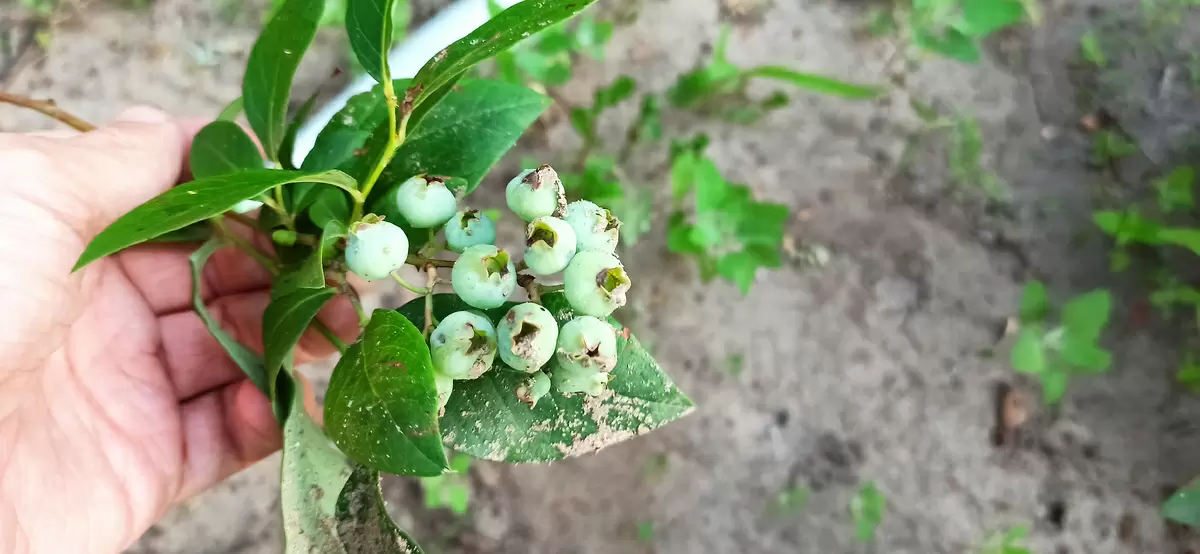 Тайны крупной голубики: как старинные методы удобрения помогают добиться выдающегося урожая