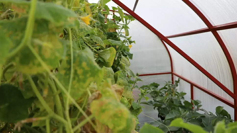 Как дедовские методы победили паутинного клеща, когда химия оказалась бесполезной