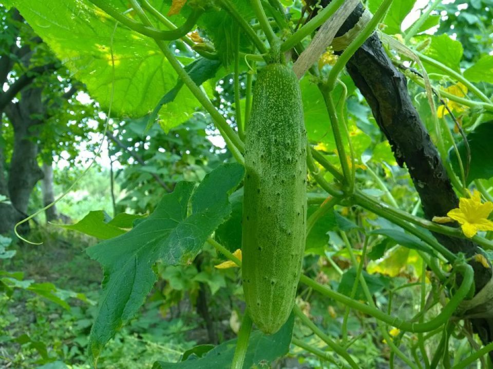 ��� ������� ������ ������� ��� ������ ������: ������� �������� ���������