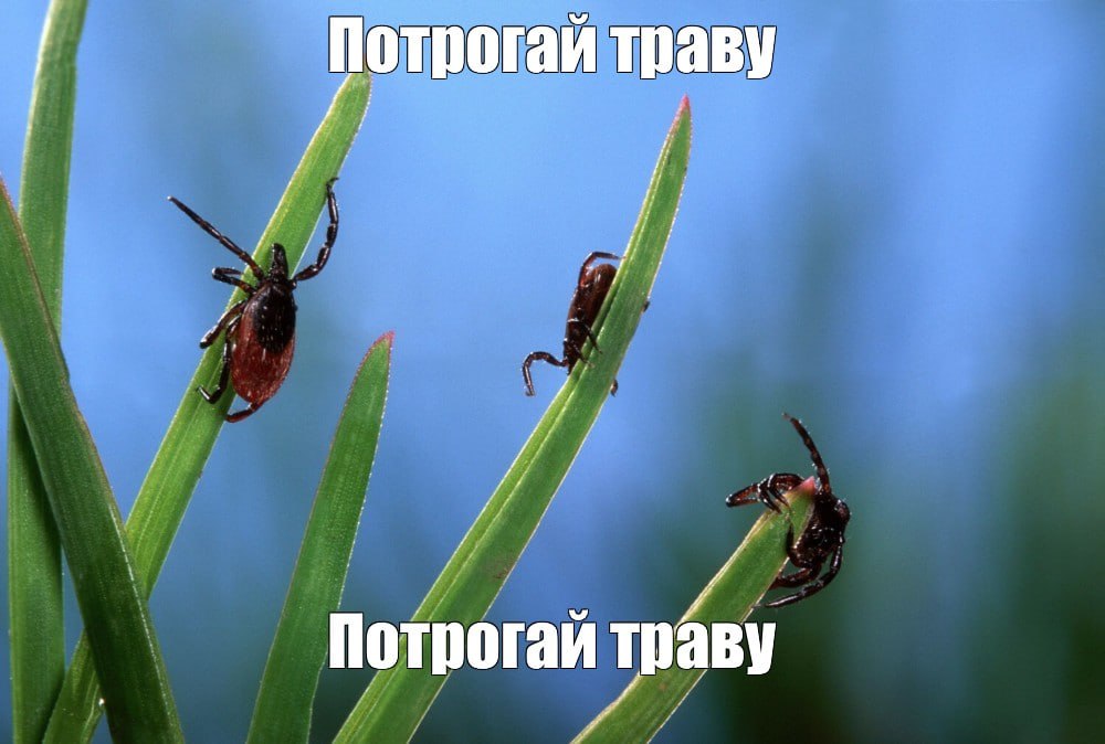 Первый в сезоне случай клещевого энцефалита зарегистрировали в Свердловской области