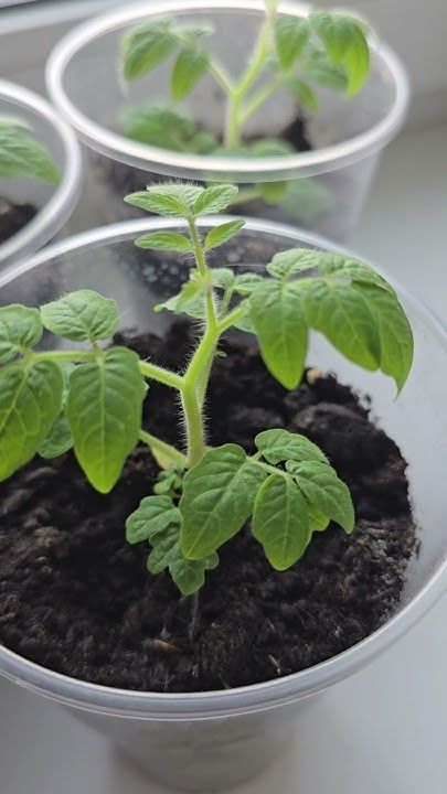 ��� ���������� ����������� �������: ������� ��������� ��� ������� �������