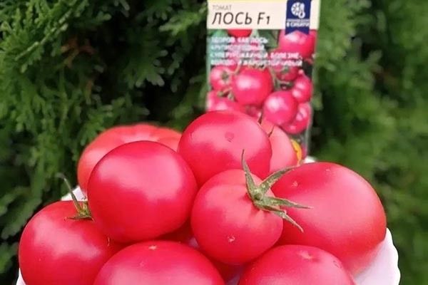 ����� ����: ��������� ����� ��� �������� �������