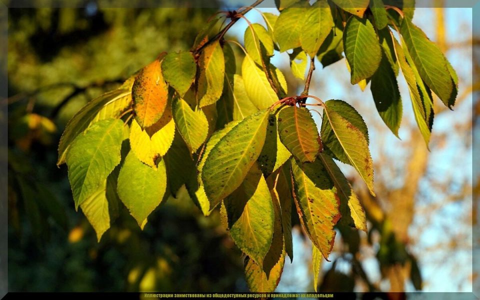 ������� ������� ����� �� ������: ��� ����������� ������ � ����