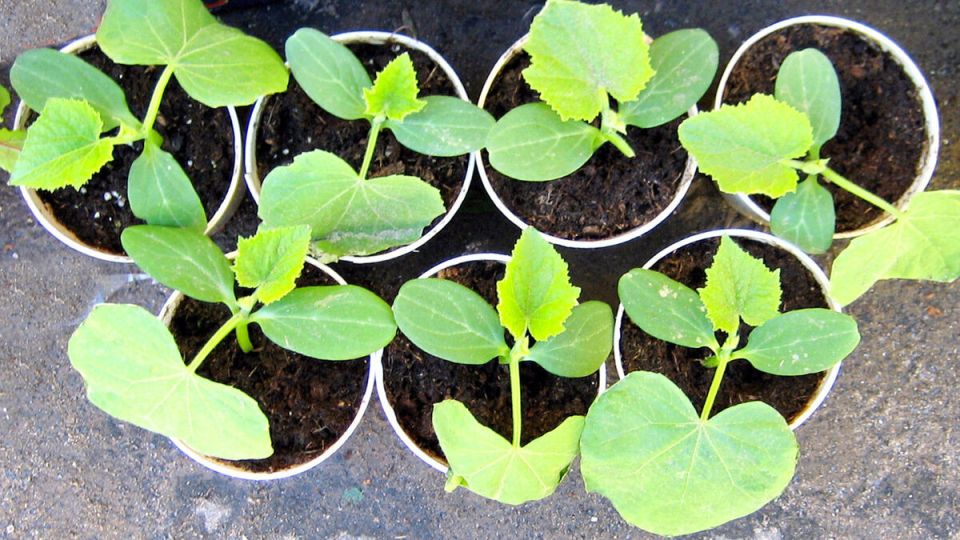 ����� ������� ����������� �������: ��������� ��� ������������?