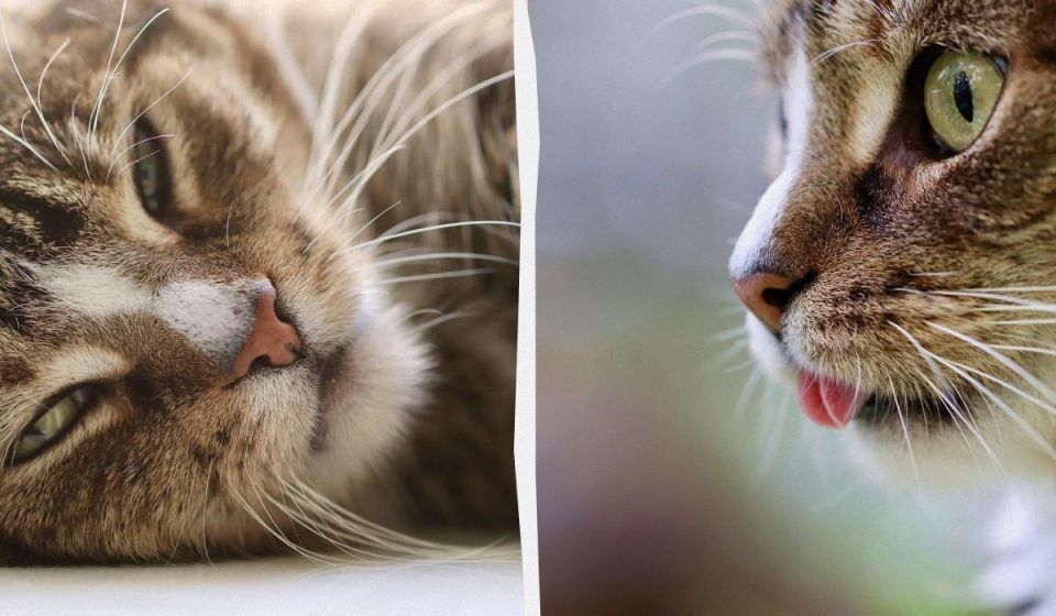 ������ ����� �������� �������: ��������� ������� �� ������ ����� � ������ ����� ��� ���