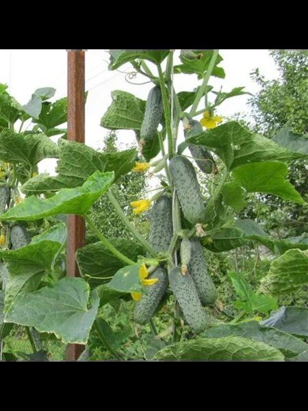 ������ ��������: ��������� ������ ��� ���������� ������