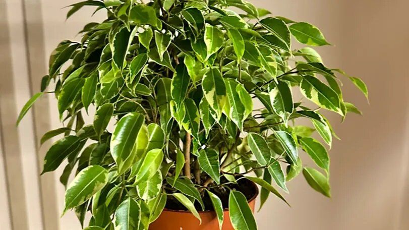 ��� ��������� �� ������� ����������: ���� ������� ������ ��� ��������� ��������