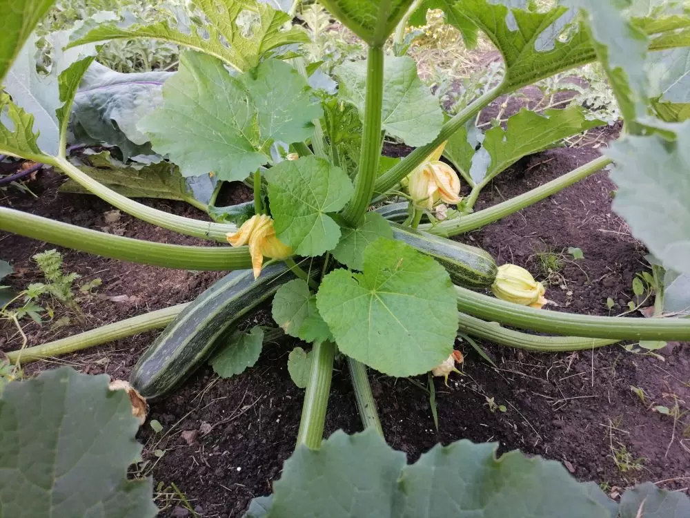 Как выбрать лучшие сорта кабачков для зимнего хранения