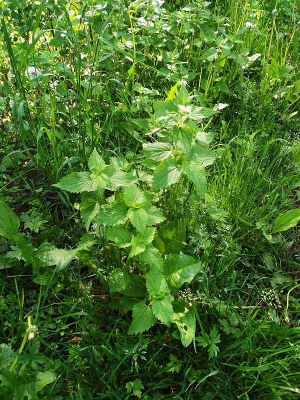 ������ ������� �������� ��� ����� �������?