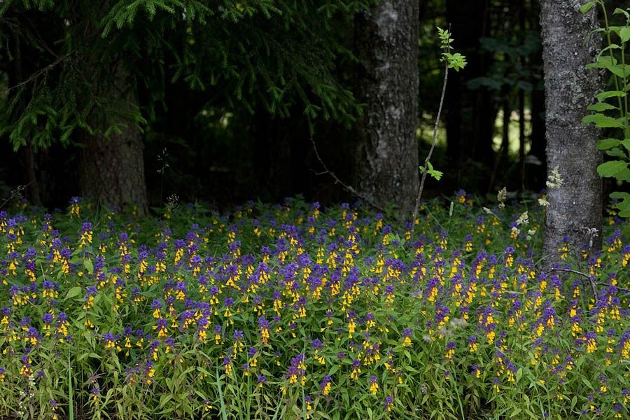 ��������-������ � ������������� �������: ����-��-����� � ����� ������