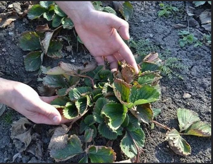 ��� �������� ������ ��������: ������� ������� � ������� ��� �������� ��������