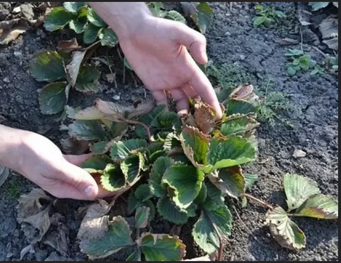 Как удержать урожай клубники: секреты обрезки и чеканки для здоровья растений