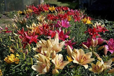 Лилии: секреты успешной посадки и ухода для роскошного цветения