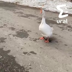 �����-�� ���� � � ������ ��� ��������������