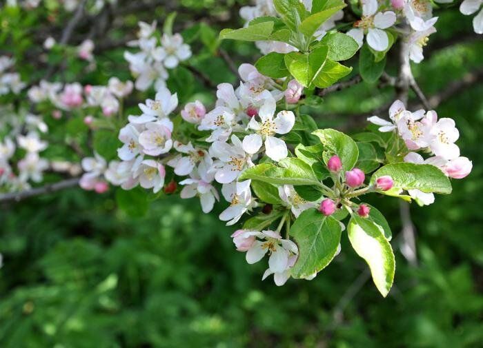 ��� ������ ���������� ������� ��������: ������� ��������� ��������