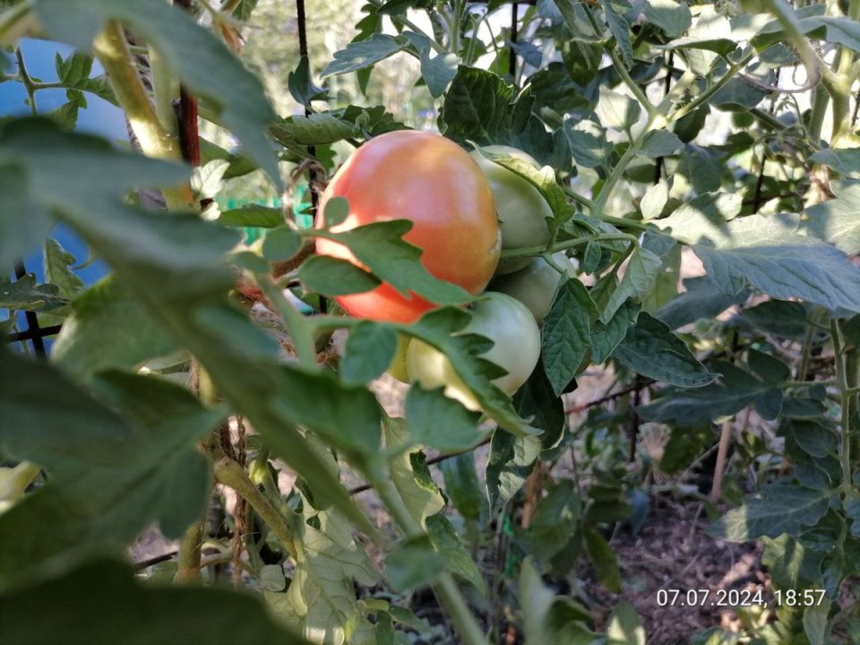 ����� � ������ ����� �������� ������ � ���������