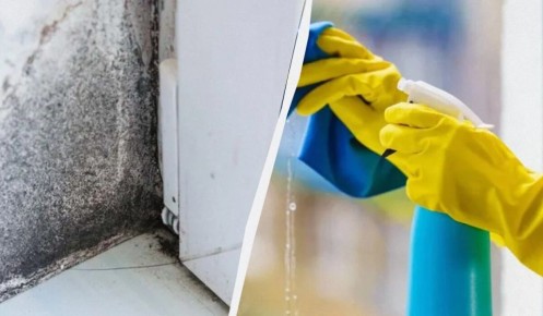 Секреты борьбы с плесенью: как ирландцы справляются с проблемой влажности