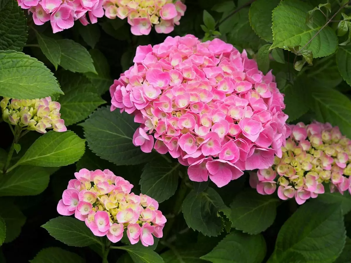 Несколько необычных секретов для вашего сада