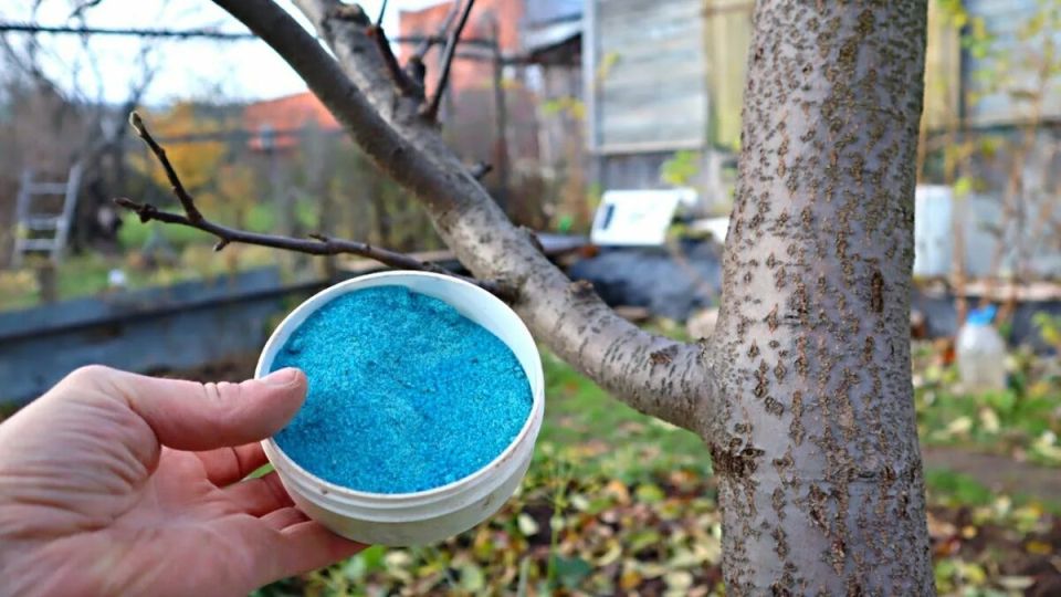 ��� ��������� ������������ �������� ������� ������ ��� ��������� ����