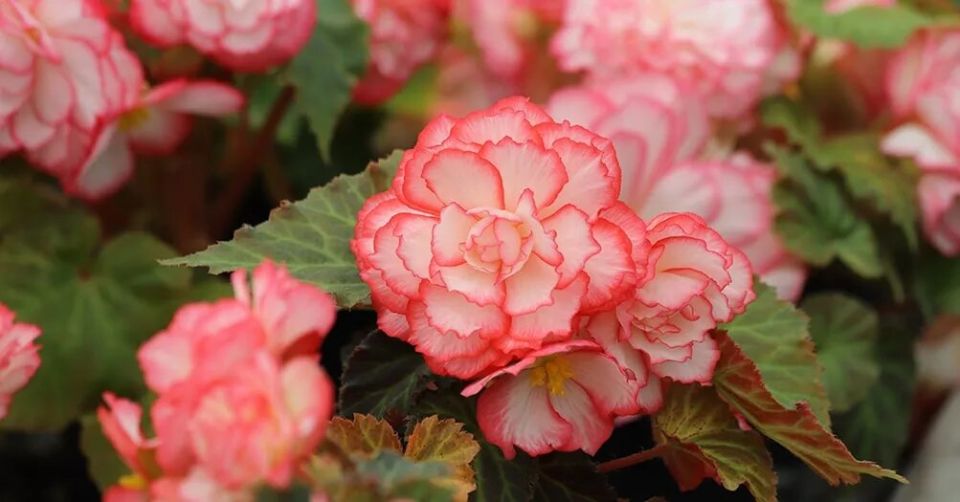 ��� ��������� �� ��������� ��������, ����� ��� ����� �� �������� �����