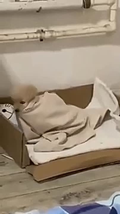 Нерегулярное время засыпания повышает риск инфаркта и инсульта почти вдвое