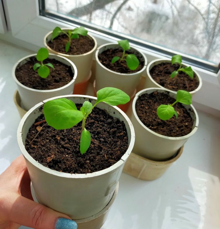 ��������, ������� �������� ������ ��������: ��������� ������� ��� �������