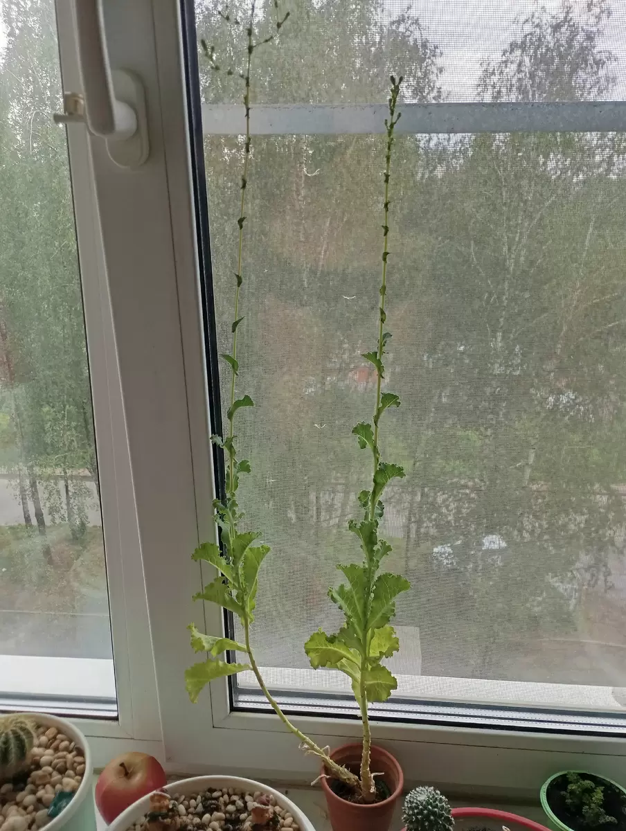 Необычный опыт: как цветущий салат стал настоящей находкой для домашних питомцев