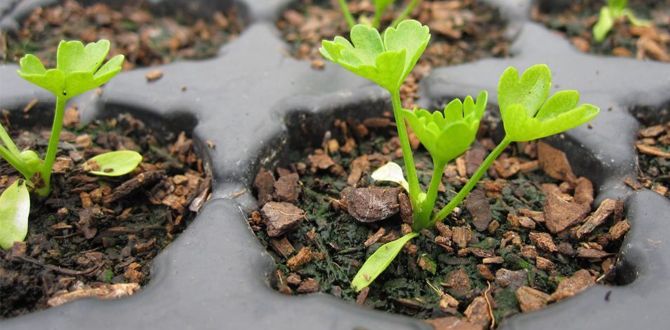 ��������� ����������� �������: ������, ������� ����� ������ ������