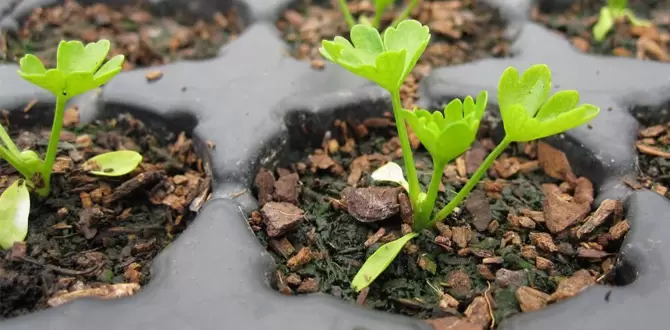 Опасности февральских посевов: ошибки, которые могут стоить урожая