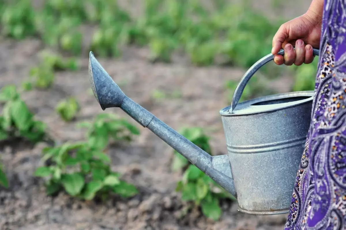 Сентябрьский полив: как не упустить важные моменты в саду и огороде
