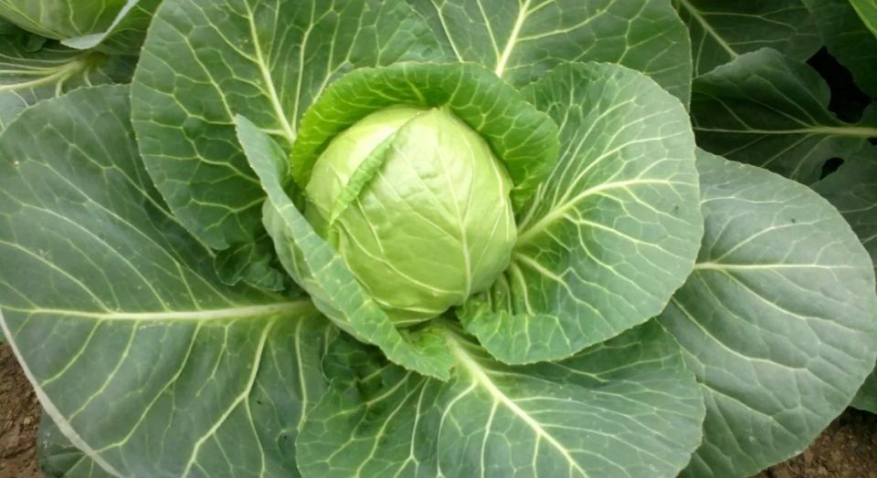 ������� ��������� ������ �������: ����������� ����� ��� ������� �������