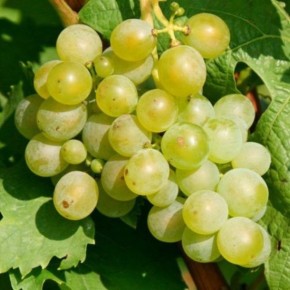 Виноград мускат белый сверхранний: особенности и преимущества нового деликатеса