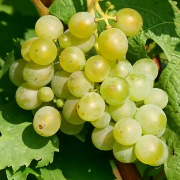 Виноград мускат белый сверхранний: особенности и преимущества нового деликатеса