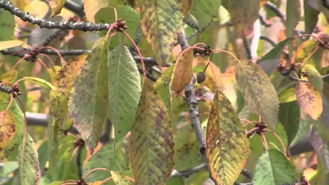 Топ-секреты весеннего ухода за вишней: какие советы игнорировать