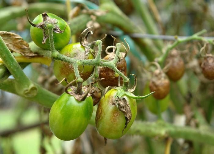 ����������� �������� ������ �����������