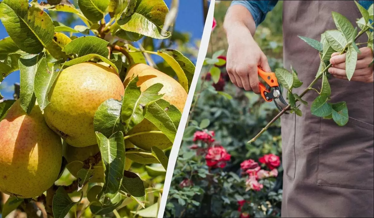 Осенняя обрезка: секрет здоровых растений и ярких цветов