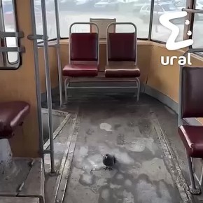 Пассажиры трамваев в Екатеринбурге изучены на 99%, но тот самый 1%