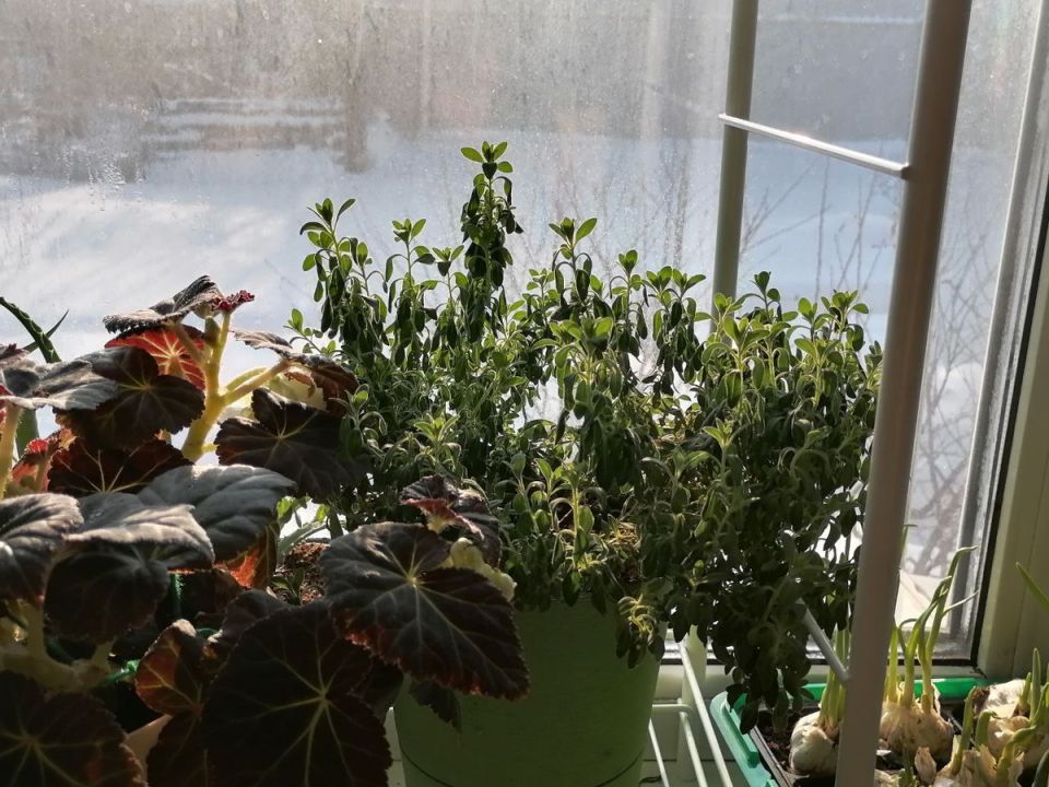 ����� ��������� ������: ��� �������� ������� ���������?