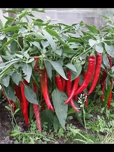 ��������� �����: ��������� ������ ����� ��� ������ �������