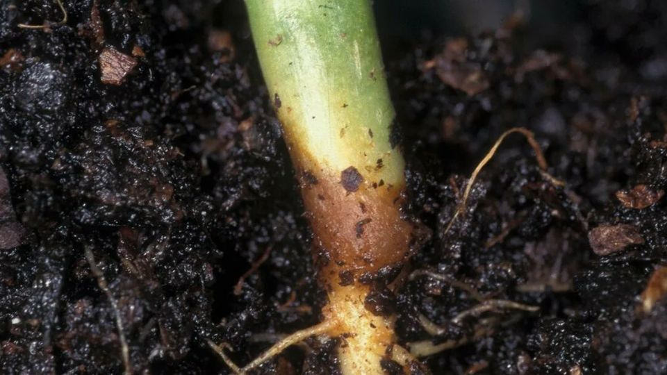 ��� ������ �������: ������ ������ � �������, ������� ���� ��������