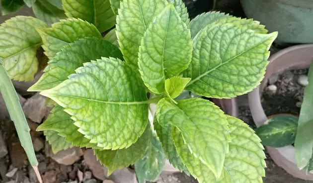 Гортензия комнатная: в чем заключаются сложности её ухода и секреты успешного выращивания