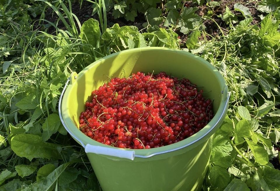 ������� �������� ����������� �����������: ��� ����� �������� ��������� ����� ��������