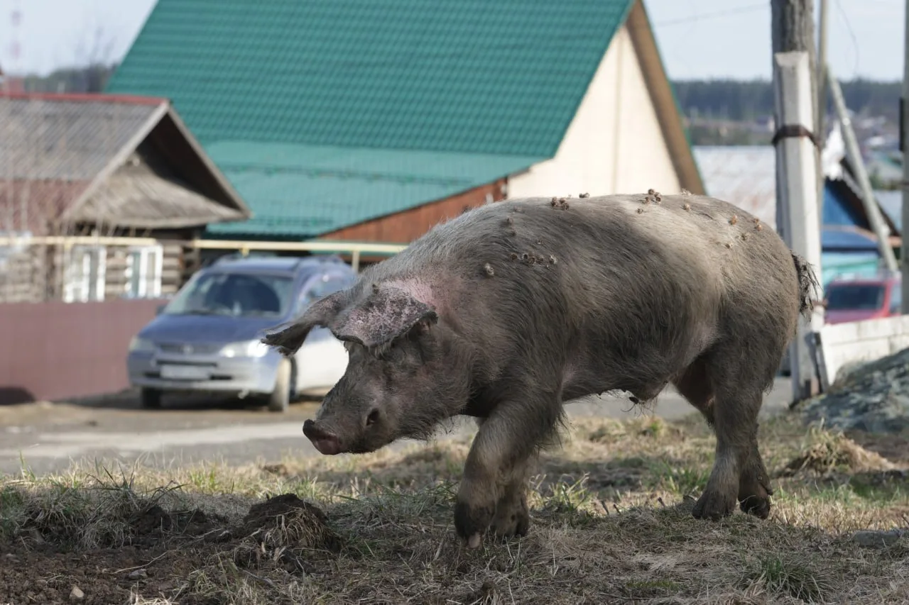 Свинки вернулись на улицы Ревды