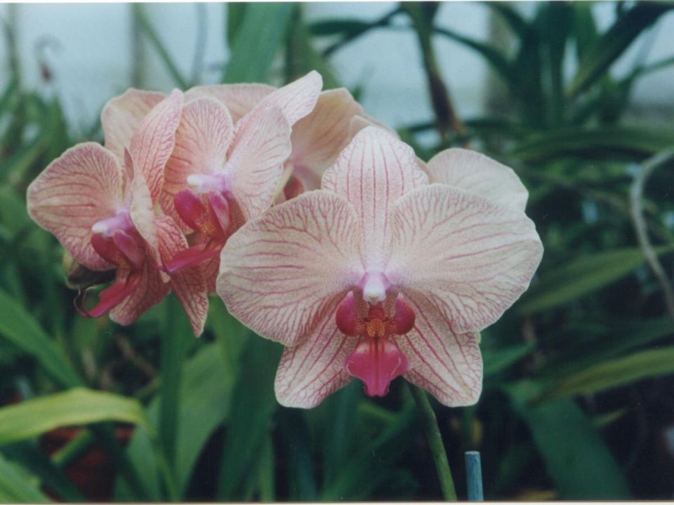 ������ ����� � �����������: ��� ��������� ������� �������� �����?