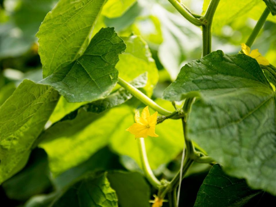 ������ ������� ������� ���: ������� ������ ������ � ����� DIY