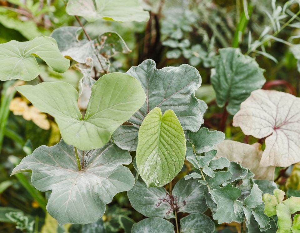 ��� ������ ��������� �� ��������� ���� �� 48 �����: ����������� ������