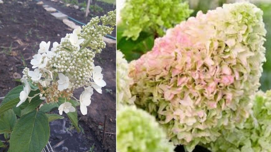 ��� �������� ��������������� �������� ���������: ������� ��������