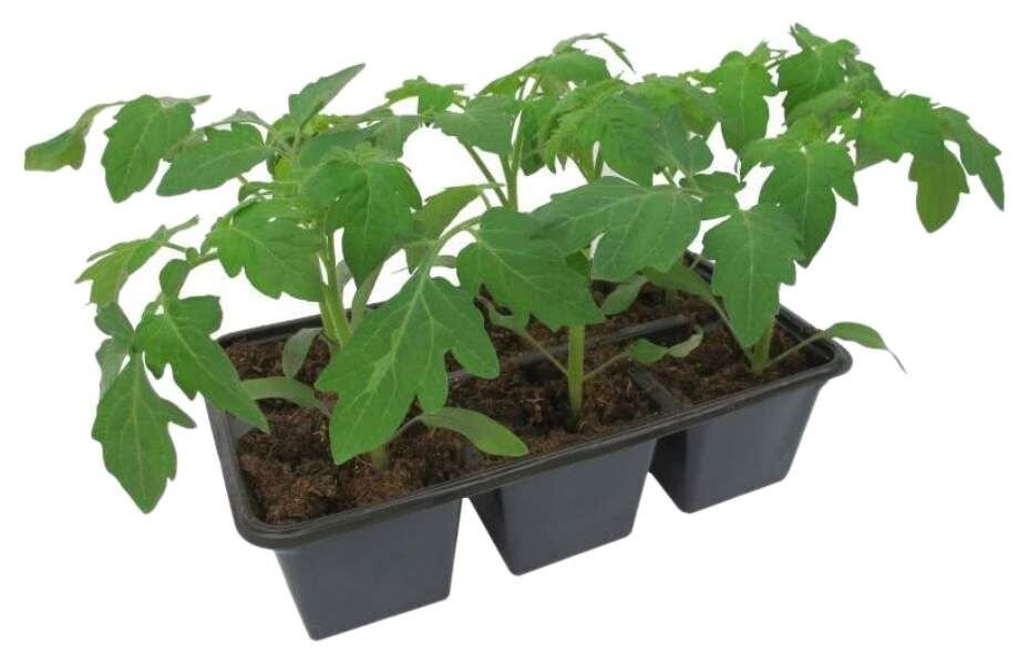 ��� ��������� ������� ������� �������: �������� ������ � ��������