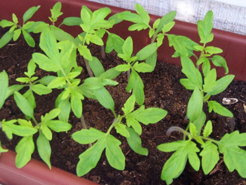 ������ ��������� �������: ��� ���� �������� � ������ ����